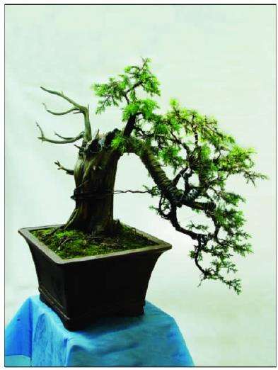 图解 初学者对一盆刺柏盆景的制作过程