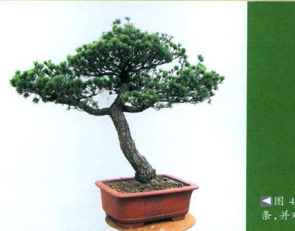 图解 五针松盆景怎么制作的过程