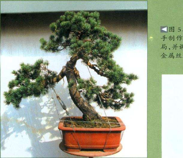 图解 五针松盆景怎么制作的过程