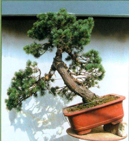 图解 五针松盆景怎么制作的过程