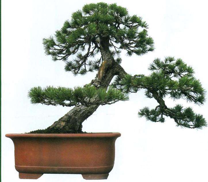 图解 五针松盆景怎么制作的过程