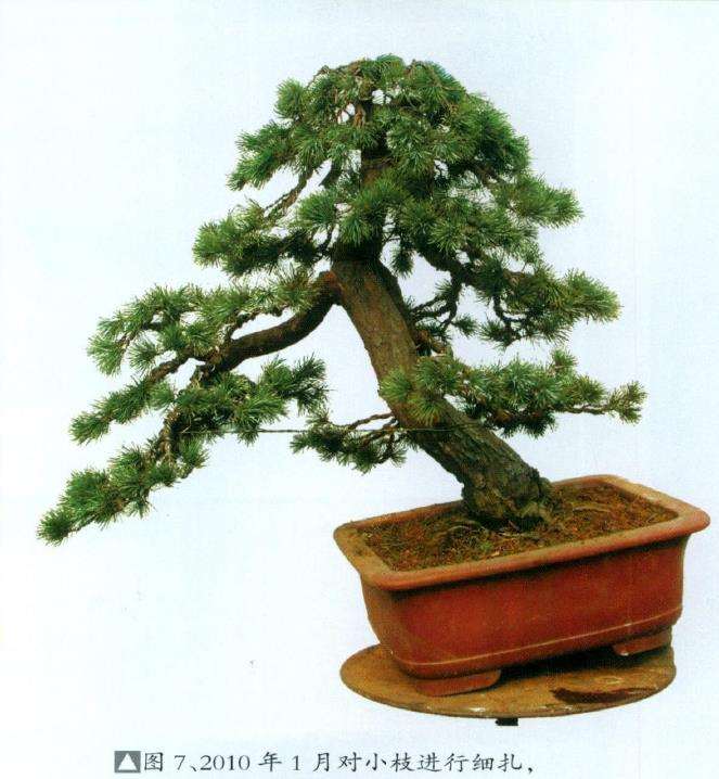 图解 五针松盆景怎么制作的过程