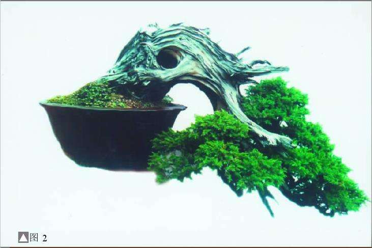 图解 刺柏盆景《历劫千秋》怎么制作的始末