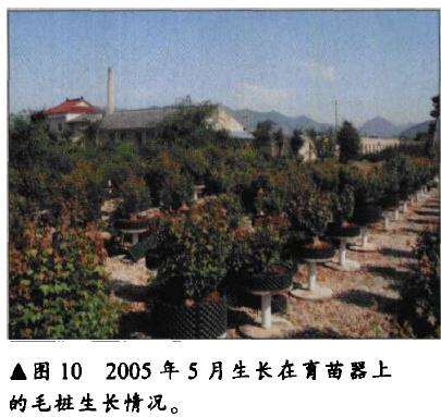 生长在育苗器上的毛桩生长情况