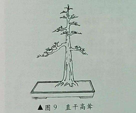 图解 树木盆景造型怎么以小观大