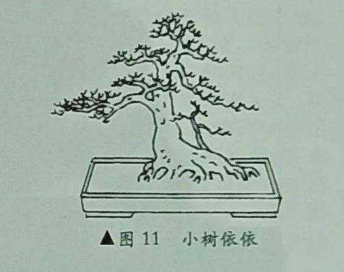 图解 树木盆景造型怎么以小观大