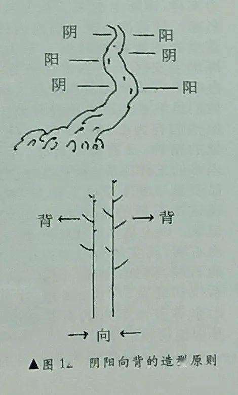 图解 树木盆景造型怎么阴阳向背