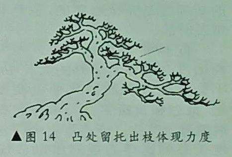 图解 树木盆景造型怎么阴阳向背