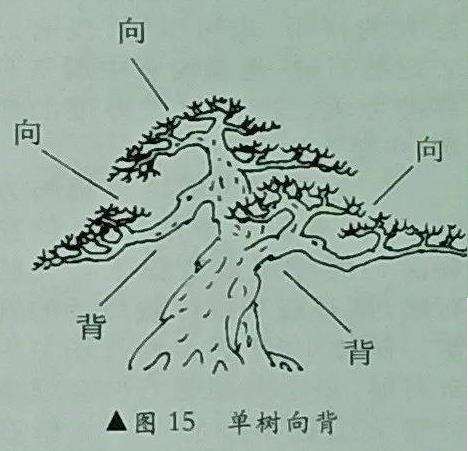 图解 树木盆景造型怎么阴阳向背
