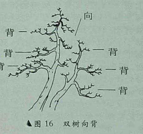 图解 树木盆景造型怎么阴阳向背