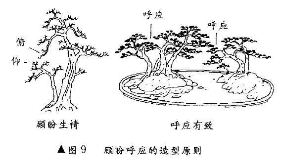 树木盆景造型怎么顾盼呼应