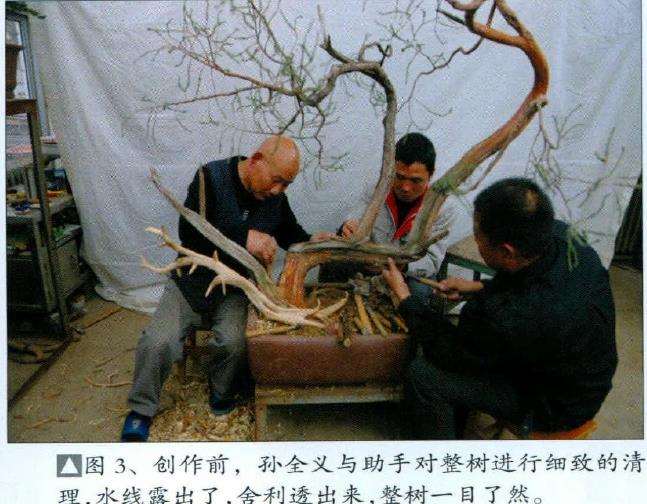 孙全义与助手对整树进行细致的清理