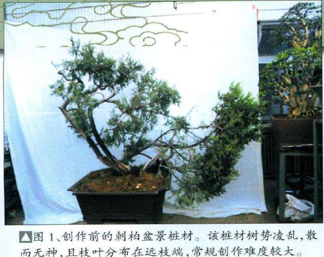 创作前的刺柏盆景桩材该桩材树势凌乱