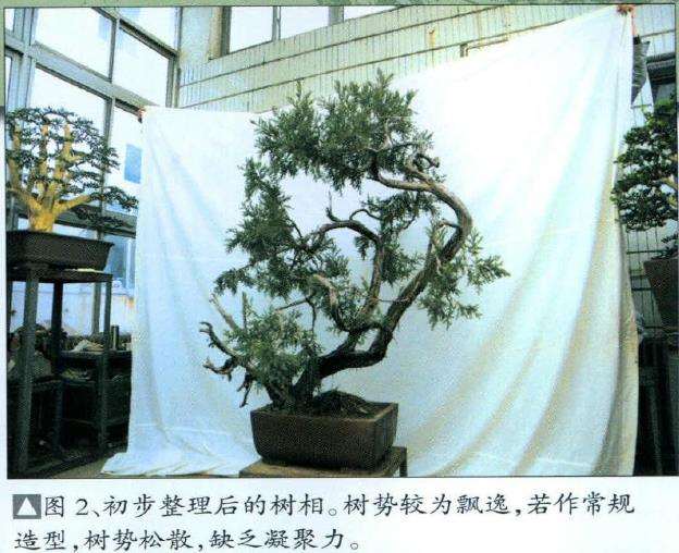 十三香盆景园制作负责人孙全义大师近年制作颇丰