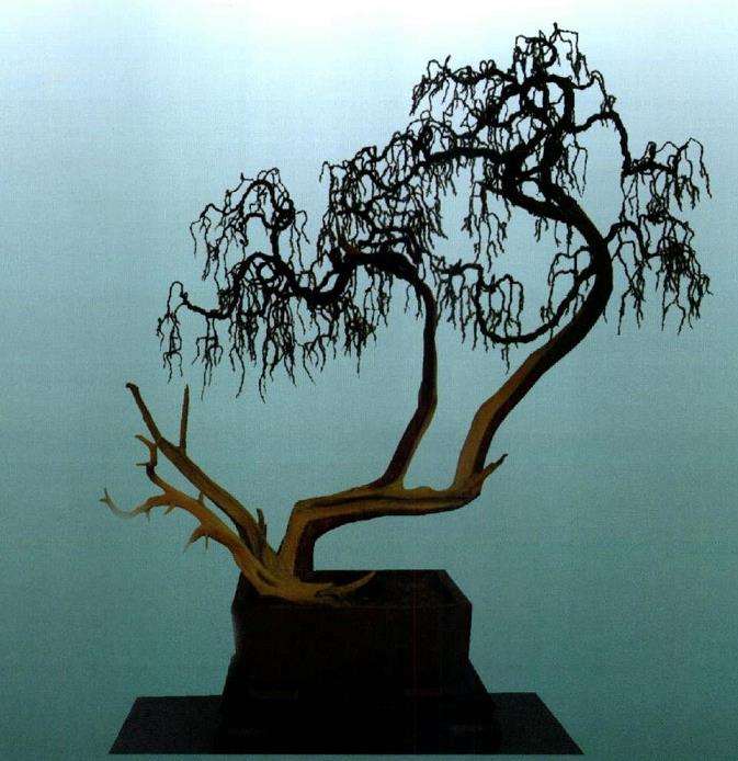 完成创作后的正反树姿