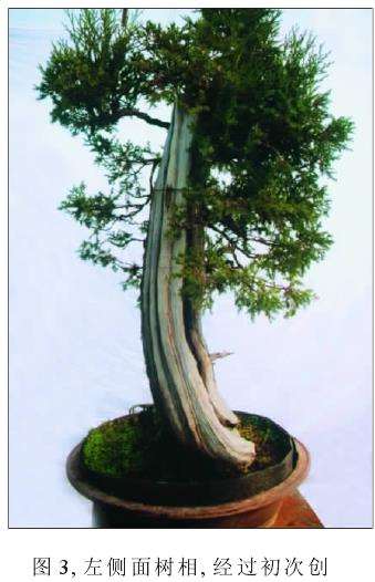 树干纹理已较为丰富