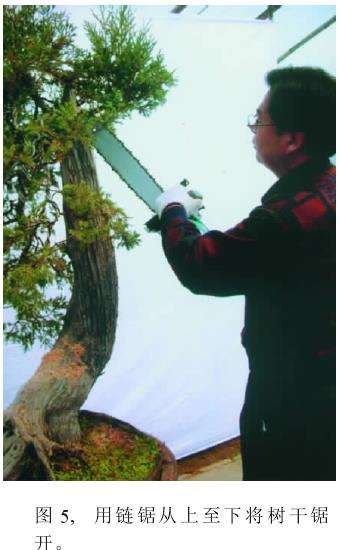 用链锯从上至下将树干锯开