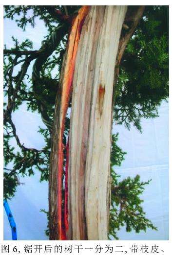 的木块将树干两部分撑开