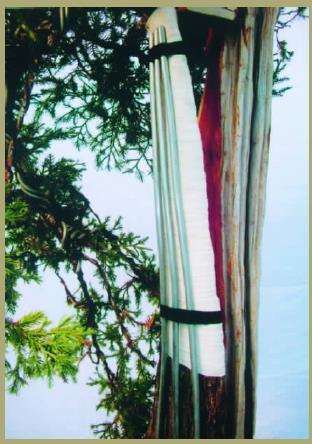 为防代枝部分在扭转牵拉过程中断裂