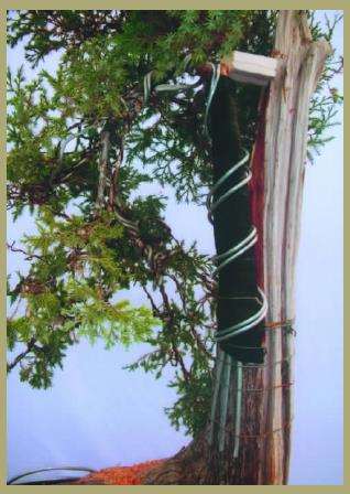 为防代枝部分在扭转牵拉过程中断裂