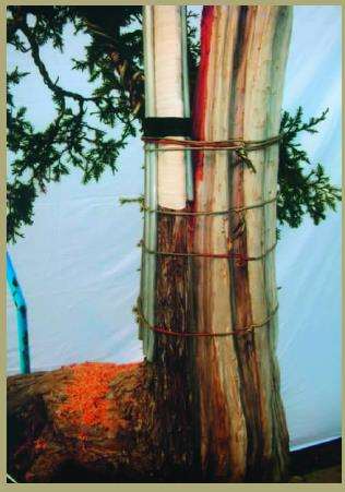 为防代枝部分在扭转牵拉过程中断裂