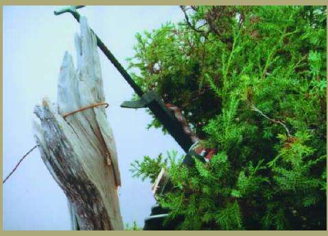 图解 对刺柏盆景怎么再次制作的方法