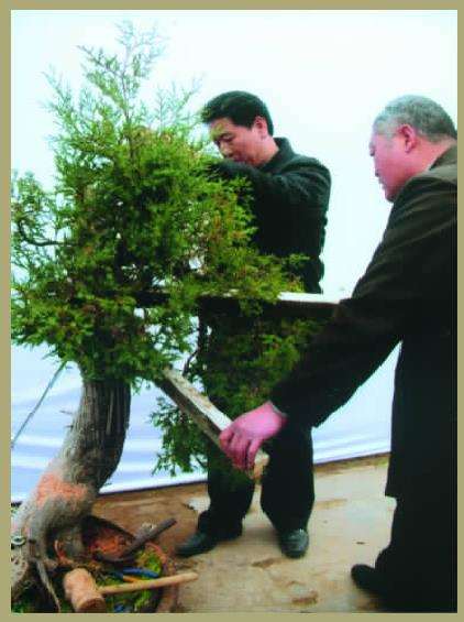 利用牵引器逐步牵引下压时