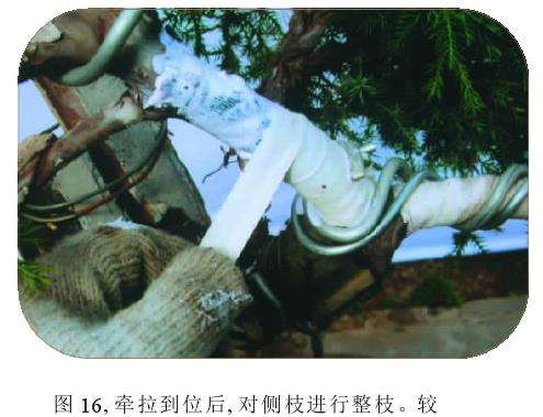 对侧枝进行整枝