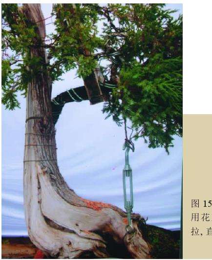 用花蓝螺丝进行细微牵拉