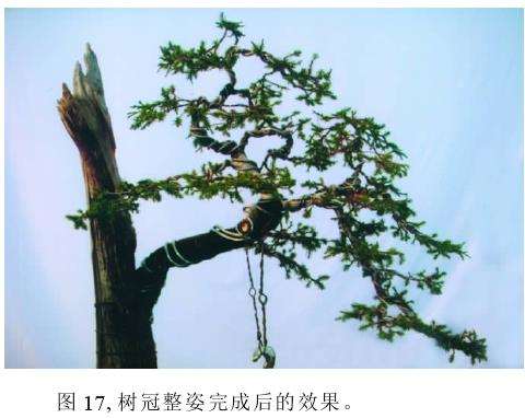 树冠整姿完成后的效果