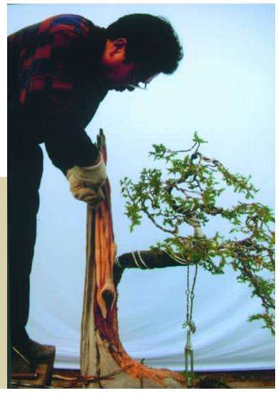 对树干死的部分进行舍利雕刻