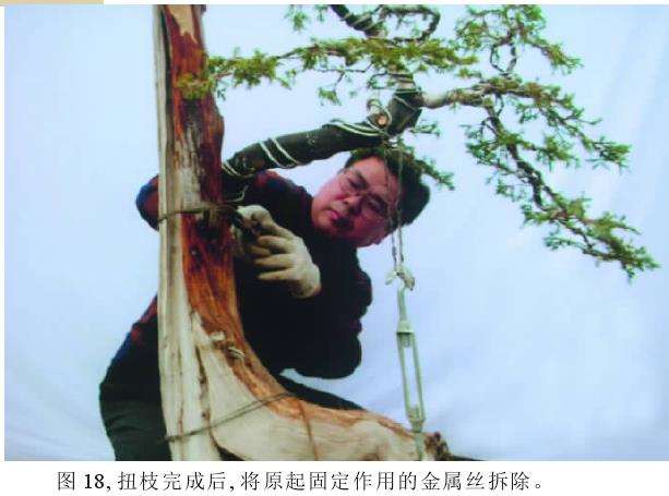 将原起固定作用的金属丝拆除