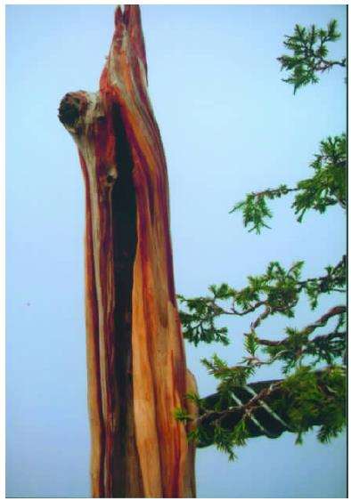 对树干死的部分进行舍利雕刻