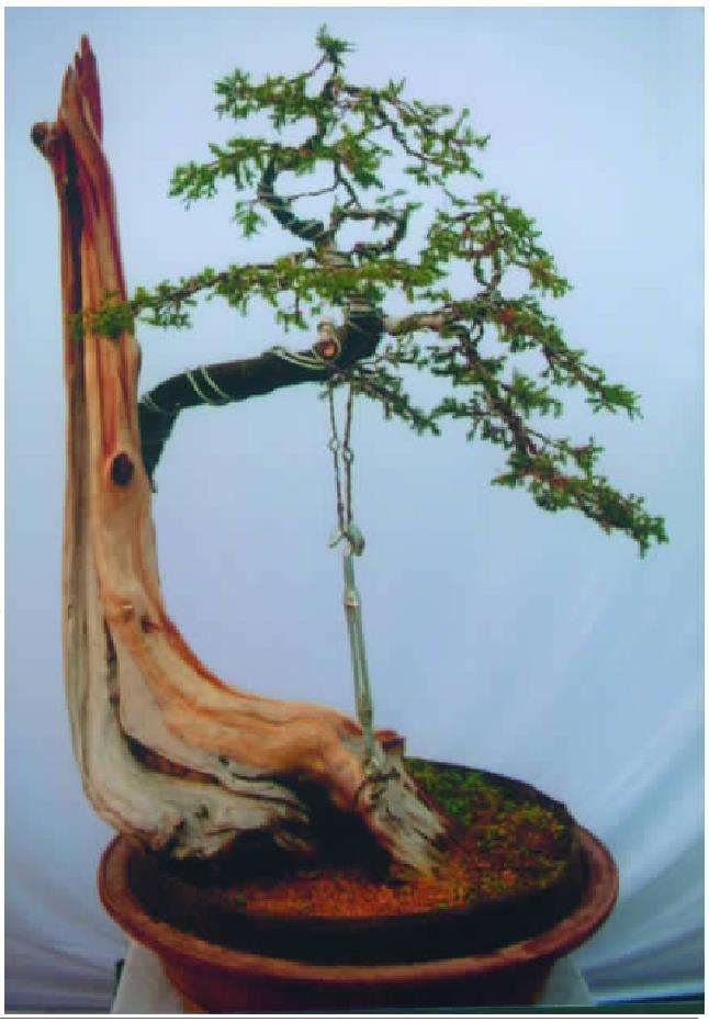 对枝条随时进行调整