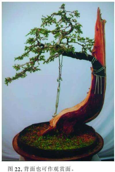 背面也可作观赏面