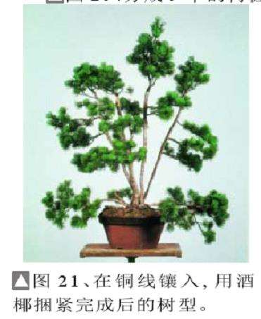 日本盆景大师木村正彦演示盆景的制作过程