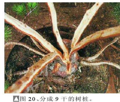 日本盆景大师木村正彦演示盆景的制作过程