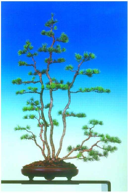 成型后的树才目