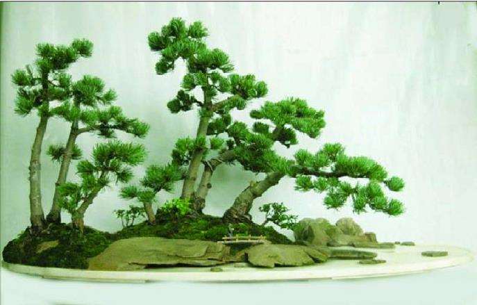 图解 本人尝试制作的一盆水旱盆景