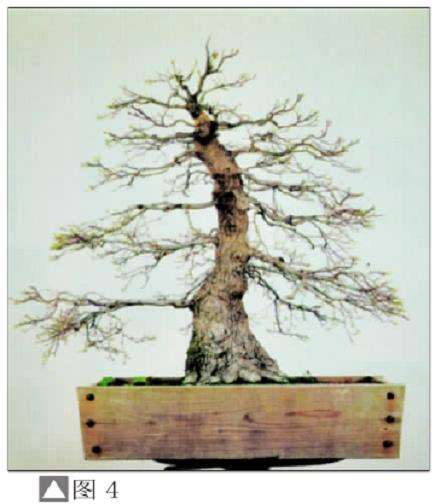 图解 盆景树桩怎么截短的7个方法