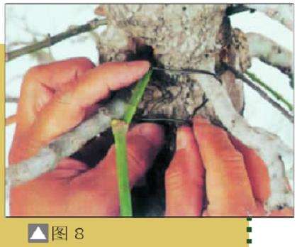 图解 盆景树桩怎么截短的7个方法