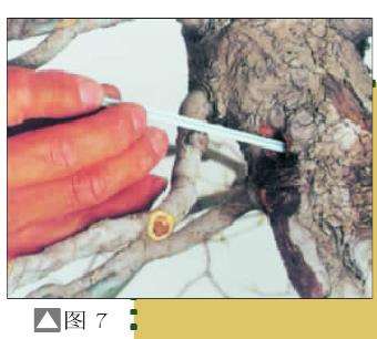 图解 盆景树桩怎么截短的7个方法