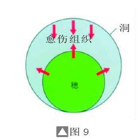 图解 盆景树桩怎么截短的7个方法