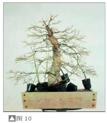 图解 盆景树桩怎么截短的7个方法