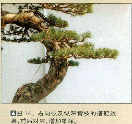 右向枝及纵深背枝的搭配效果