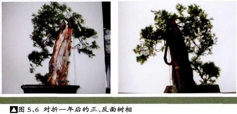 图解 怎么用拿弯方法来制作刺柏盆景