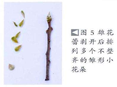 雄花蕾剥开后排列多个不整齐的雏形小花朵