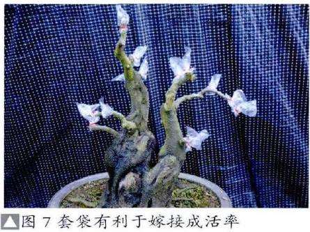 对金弹子盆景套袋挂果问题的再次探讨