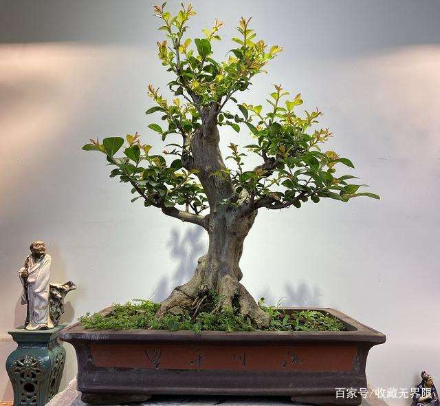 紫薇盆景怎么修剪和病虫防治的3个方法