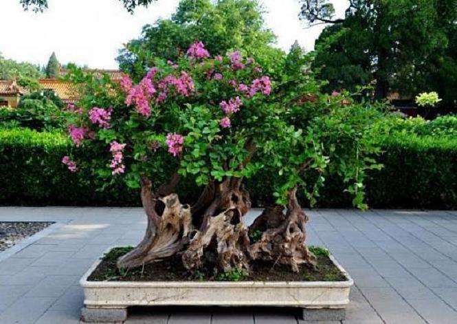 紫薇盆景怎么施肥光温